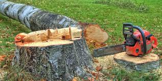 Best Firewood Processing and Delivery  in Wortham, TX