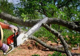 Best Tree Removal  in Wortham, TX