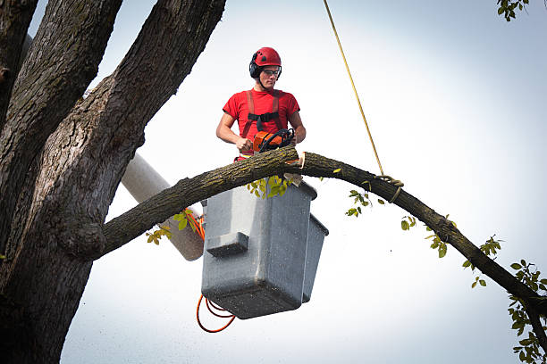 Best Fruit Tree Pruning  in Wortham, TX